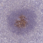 Anti-IL37 Antibody