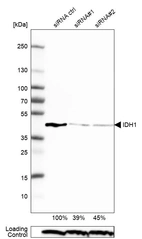 Western blot analysis in RT-4 cells transfected with control siRNA, target specific siRNA probe #1 and #2, using Anti-IDH1 antibody. Remaining relative intensity is presented. Loading control: Anti-PPIB.