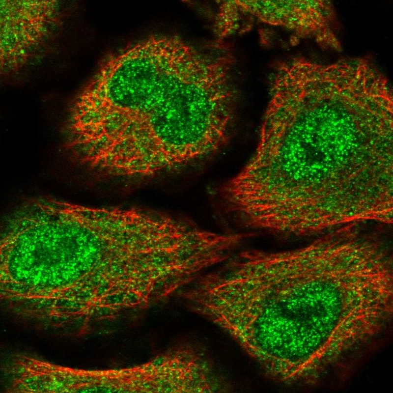 Anti-ZNF500 Antibody