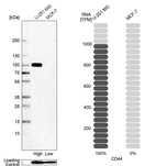 Western blot analysis in human cell line U-251 MG and human cell line MCF-7.