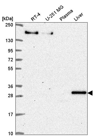 Anti-SH3BP5 Antibody