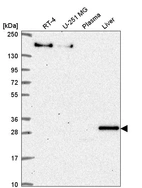 Anti-SH3BP5 Antibody