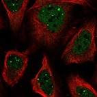 Immunofluorescent staining of human cell line U-2 OS shows localization to nucleoplasm & nuclear bodies.
