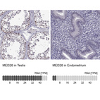 Anti-MED26 Antibody