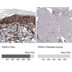 Anti-CD44 Antibody