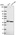 Anti-SETMAR Antibody