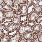 Anti-PEX3 Antibody