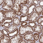 Anti-PEX3 Antibody