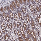 Immunohistochemical staining of human small intestine shows strong granular cytoplasmic positivity in glandular cells.
