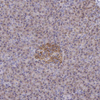 Anti-PEX3 Antibody