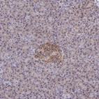 Immunohistochemical staining of human pancreas shows strong granular cytoplasmic positivity in islets of Langerhans.