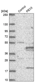 Western blot analysis in control (vector only transfected HEK293T lysate) and PEX3 over-expression lysate (Co-expressed with a C-terminal myc-DDK tag (~3.1 kDa) in mammalian HEK293T cells, LY401203).