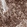 Anti-CD44 Antibody