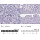 Anti-GNLY Antibody