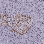 Anti-BCL7B Antibody