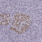 Anti-BCL7B Antibody