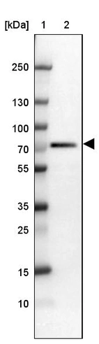 Lane 1: Marker [kDa] 250, 130, 100, 70, 55, 35, 25, 15, 10_br/_Lane 2: Human cell line U-251 MG
