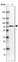 Anti-RBBP5 Antibody
