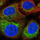 Immunofluorescent staining of human cell line U-2 OS shows localization to mitochondria.