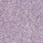 Immunohistochemical staining of human pancreas shows no positivity in exocrine glandular cells as expected.