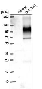 Western blot analysis in control (vector only transfected HEK293T lysate) and SLC26A2 over-expression lysate (Co-expressed with a C-terminal myc-DDK tag (~3.1 kDa) in mammalian HEK293T cells, LY400034).