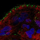 Anti-TMEM52B Antibody