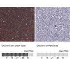 Anti-DOCK10 Antibody