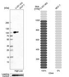 Western blot analysis in human cell line U-251 MG and human cell line MCF-7.