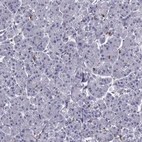 Immunohistochemical staining of human pancreas shows no positivity in exocrine glandular cells as expected.