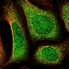 Immunofluorescent staining of human cell line U-2 OS shows localization to nucleoplasm & cytosol.