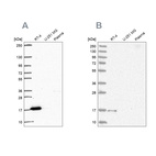 Anti-FAM162A Antibody