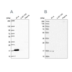 Anti-FAM162A Antibody
