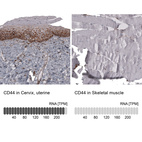 Anti-CD44 Antibody