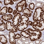 Immunohistochemical staining of human kidney shows high expression.
