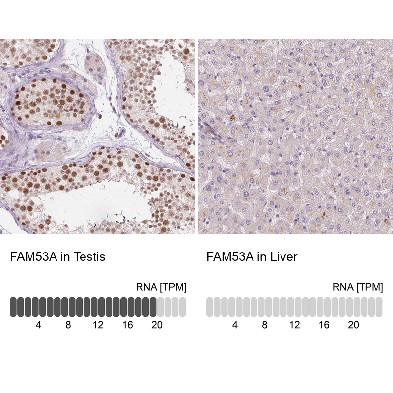 Anti-FAM53A Antibody