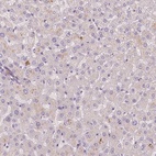 Immunohistochemical staining of human liver shows low expression as expected.