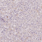 Anti-FAM53A Antibody