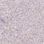 Immunohistochemical staining of human liver shows low expression as expected.