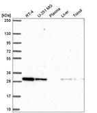 Anti-CXXC5 Antibody