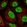 Anti-PLEKHG4B Antibody