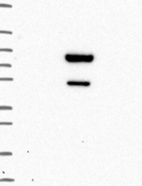 Anti-ZBTB9 Antibody