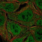 Anti-UBA7 Antibody