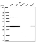 Anti-FIP1L1 Antibody