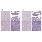 Immunohistochemical staining of human cerebral cortex, fallopian tube, liver and lymph node using Anti-DNAH12 antibody HPA058203 (A) shows similar protein distribution across tissues to independent antibody HPA037493 (B).