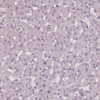 Anti-DNAH12 Antibody