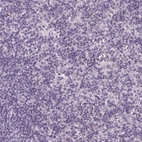 Immunohistochemical staining of human lymph node shows no positivity in non-germinal center cells as expected.