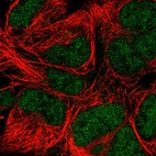 Anti-POLE Antibody