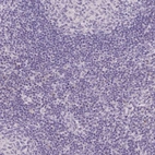 Immunohistochemical staining of human lymph node shows no positivity in non-germinal center cells as expected.