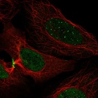 Anti-CENPC Antibody