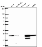 Western blot analysis in human cell line RT-4, human cell line U-251 MG, human plasma, human liver tissue and human tonsil tissue.
